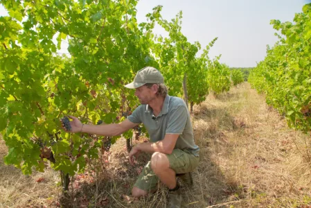 Added Hangover: Wildfires bring more troubles to France’s wine industry